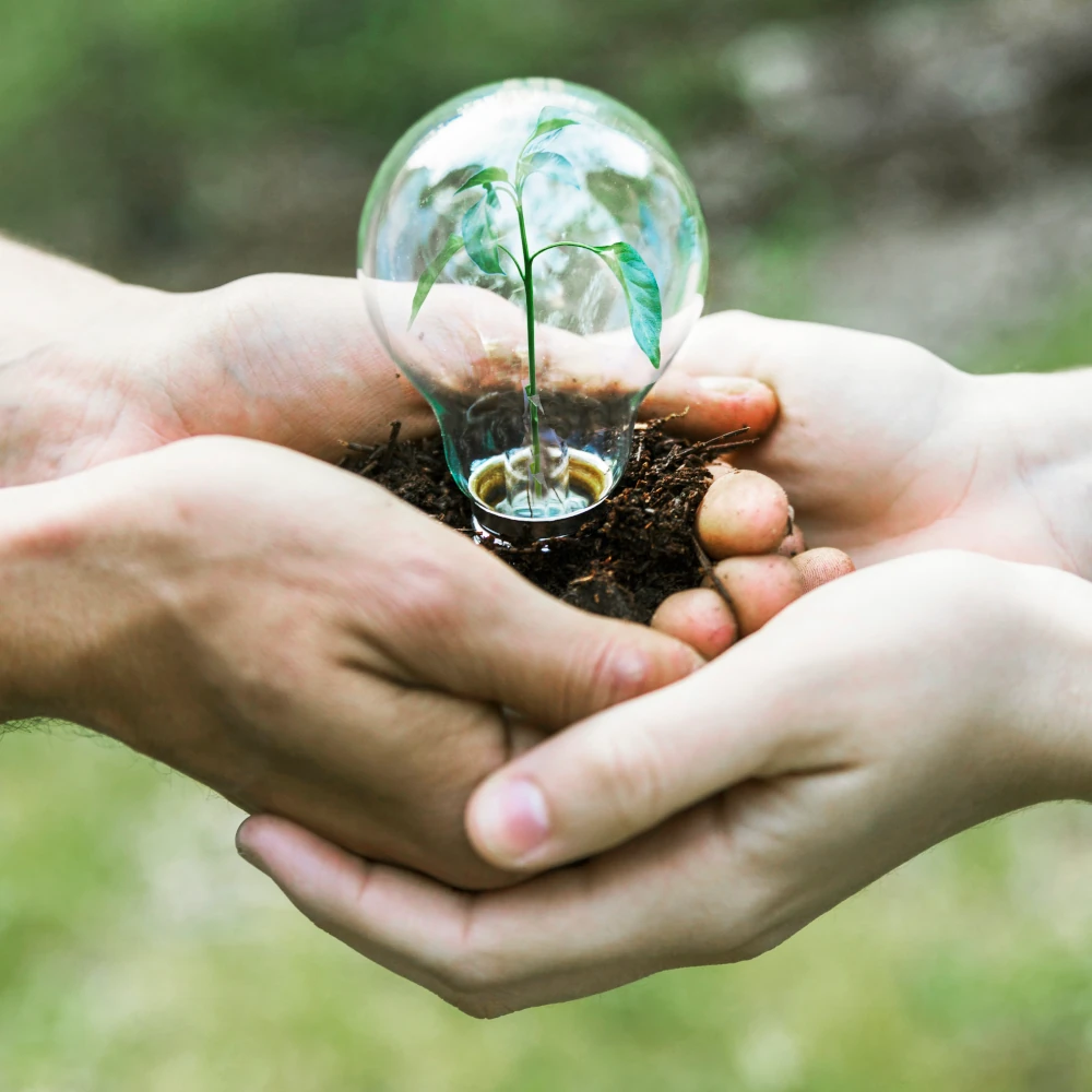 planta-de-concepto-en-bulbo